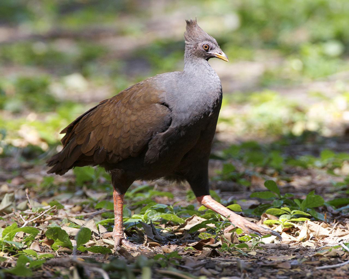 Megapodiidae scrub fowl, brushturkeys Wildlife Journal Junior