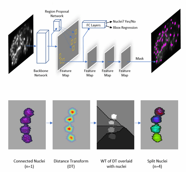 Advanced Image Processing National Institute of Biomedical Imaging