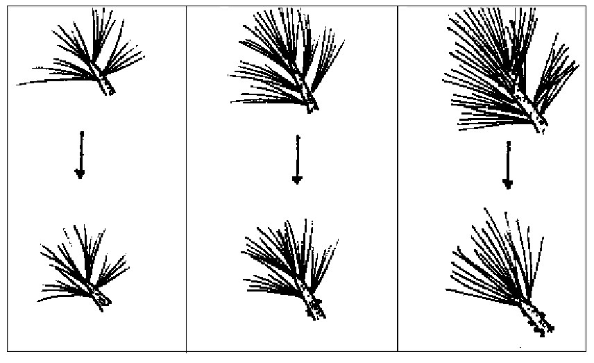 pruning white pine bonsai