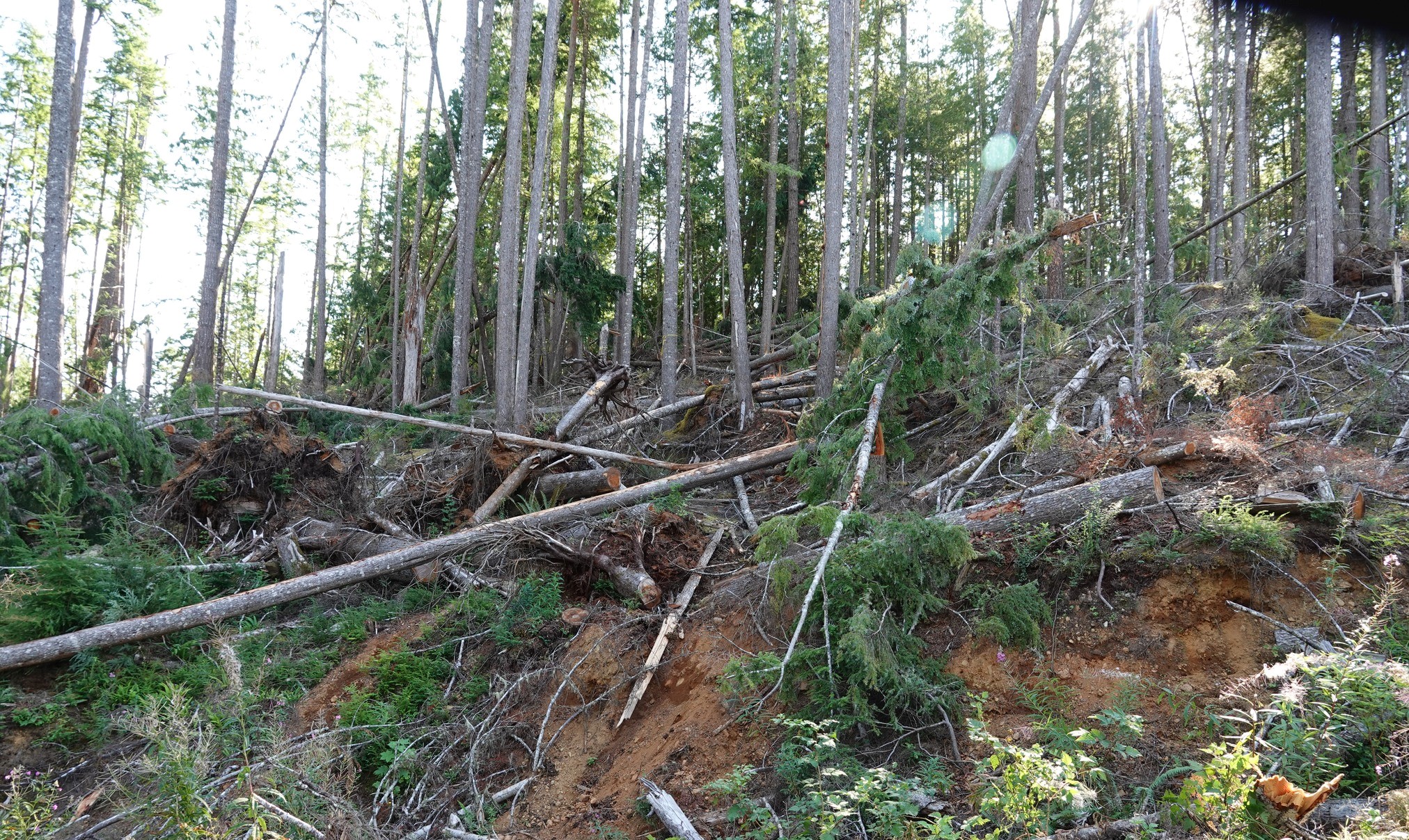 Notification of North Island Community Forest Damaged Timber Sale