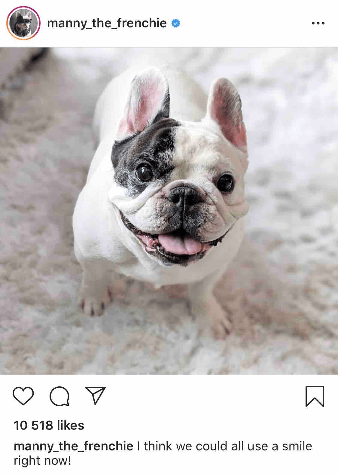 Top 15 Dog Instagrams You Should Follow nichemarket