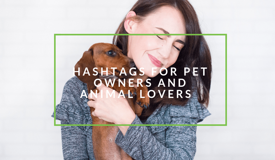 15+ Dog Memes Hashtags Factory Memes