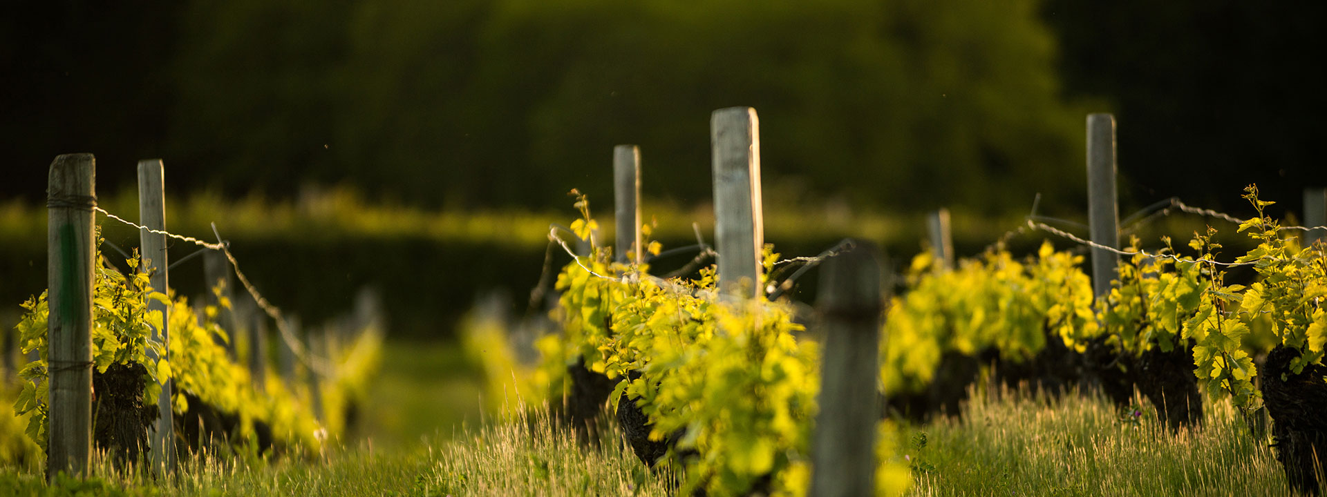 Jacques Dumont Sauvignon Blanc Loire Valley 2021 Nicholas Wines