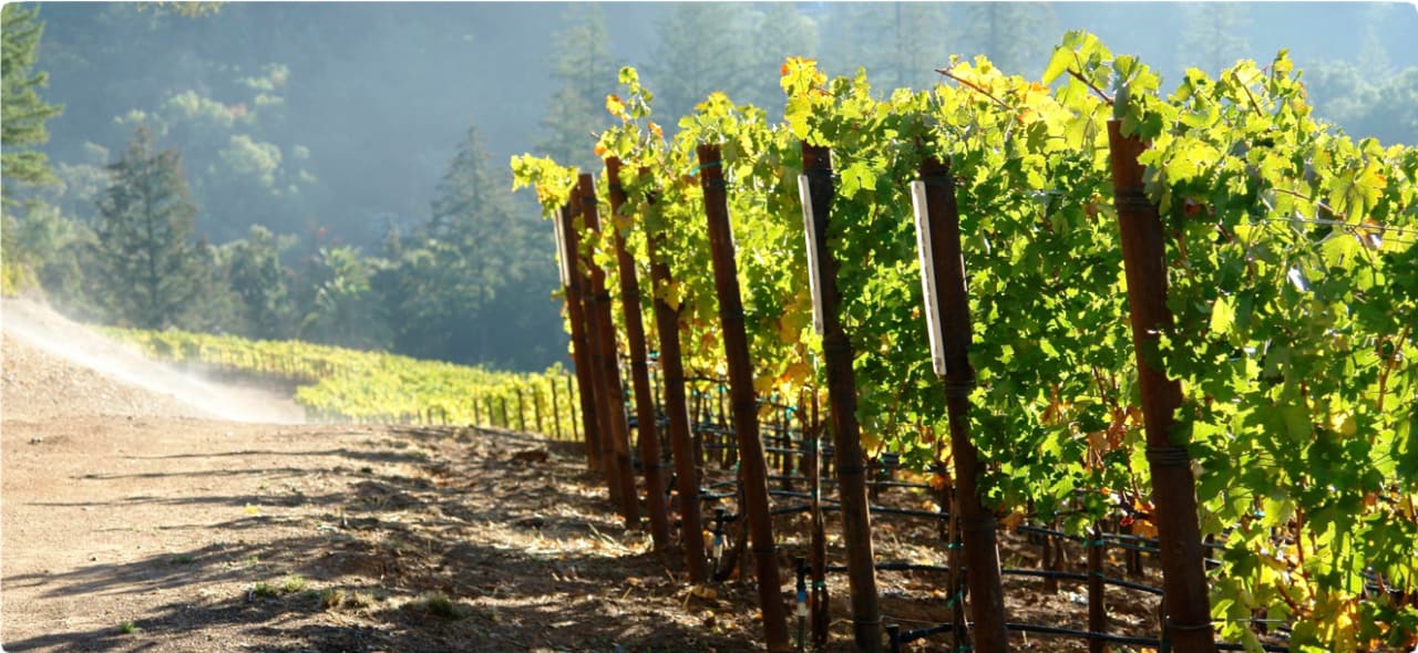 Hundred Acre Dark Ark Sauvignon 2018 Nicholas Wines