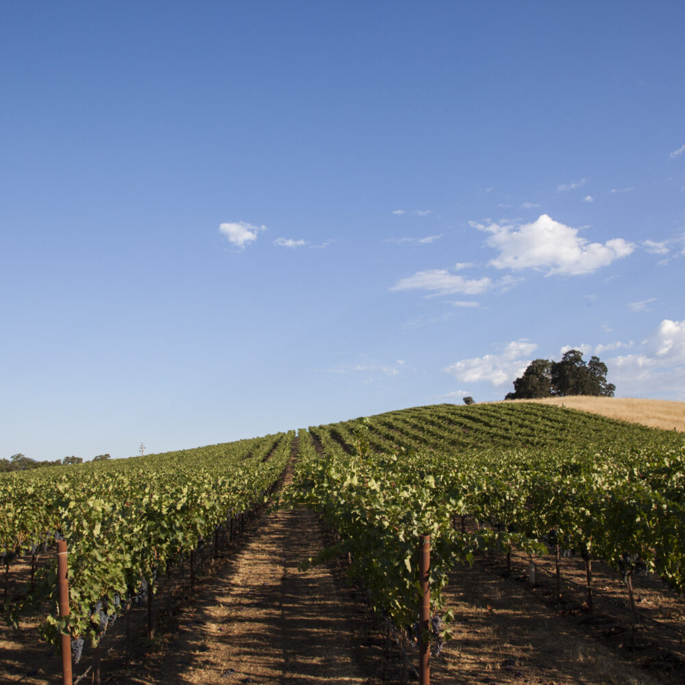 Nickel & Nickel State Ranch Sauvignon 2019 Nicholas Wines