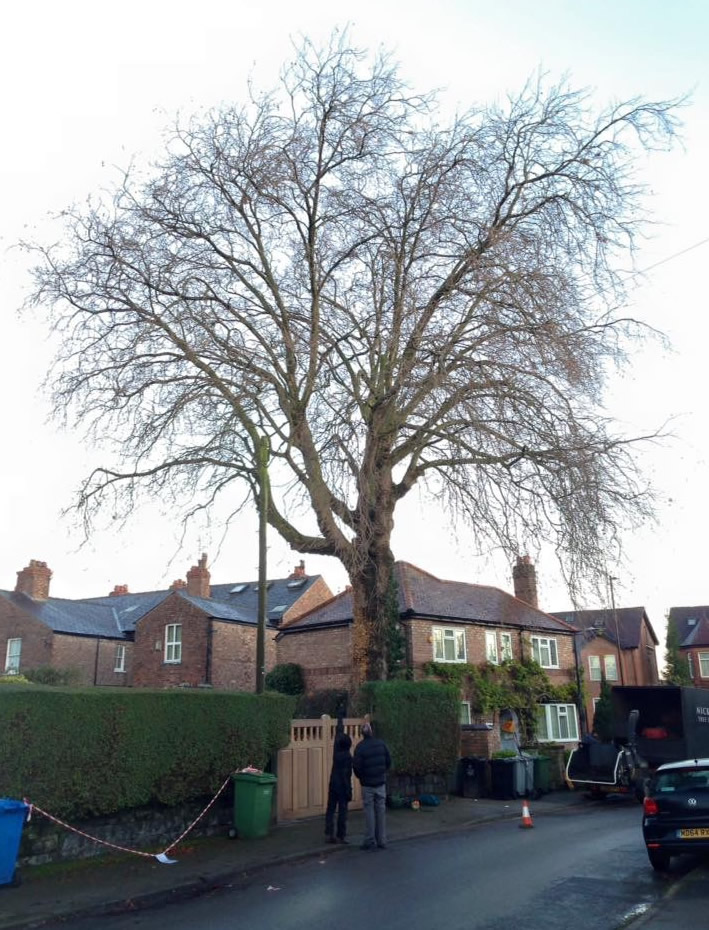 Tree Pruning London Plane Nick Bailey Tree Surgeon