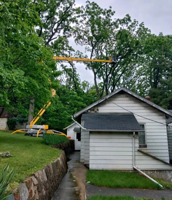 Tree Services Bethlehem, PA We Offer Free Estimates!