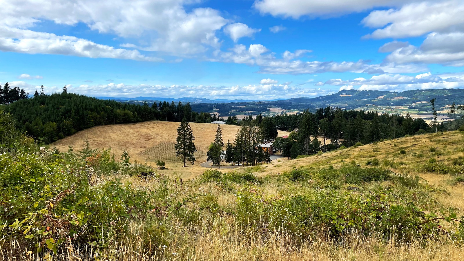 Vineyards NicolasJay