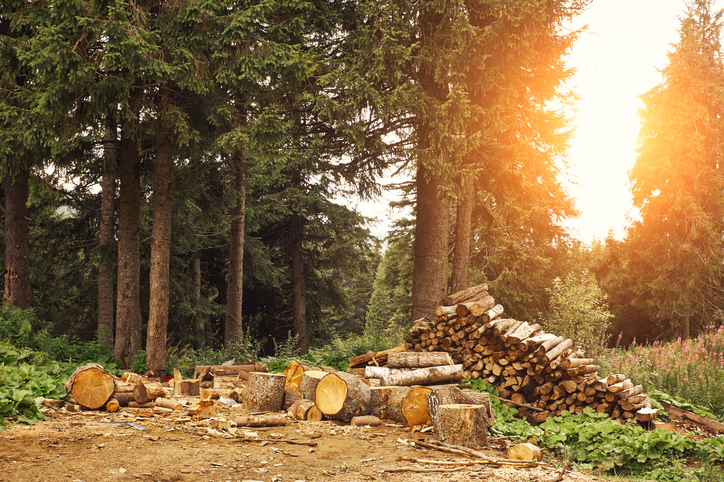 Forest visitors pay attention to warning signs and take care nidirect