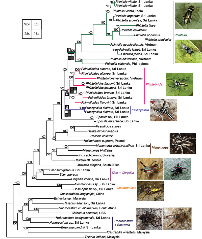 Evolution of the jumping spiders (Salticidae) National Institute of