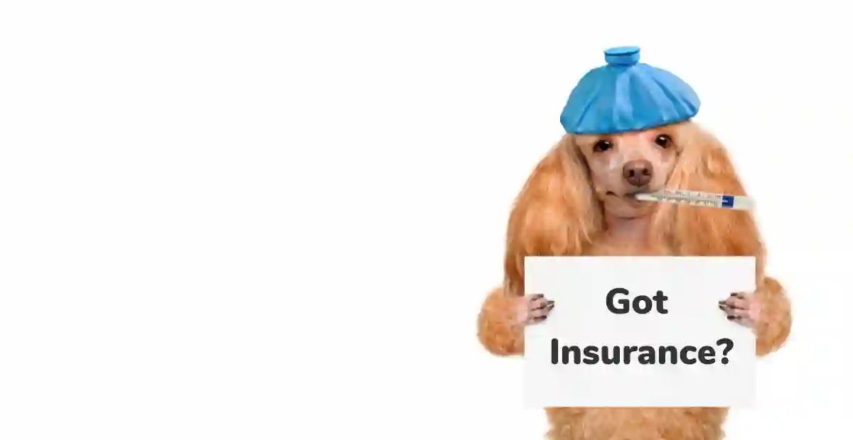 Puppy Love and Protection The Power of Dog Insurance NightPosting