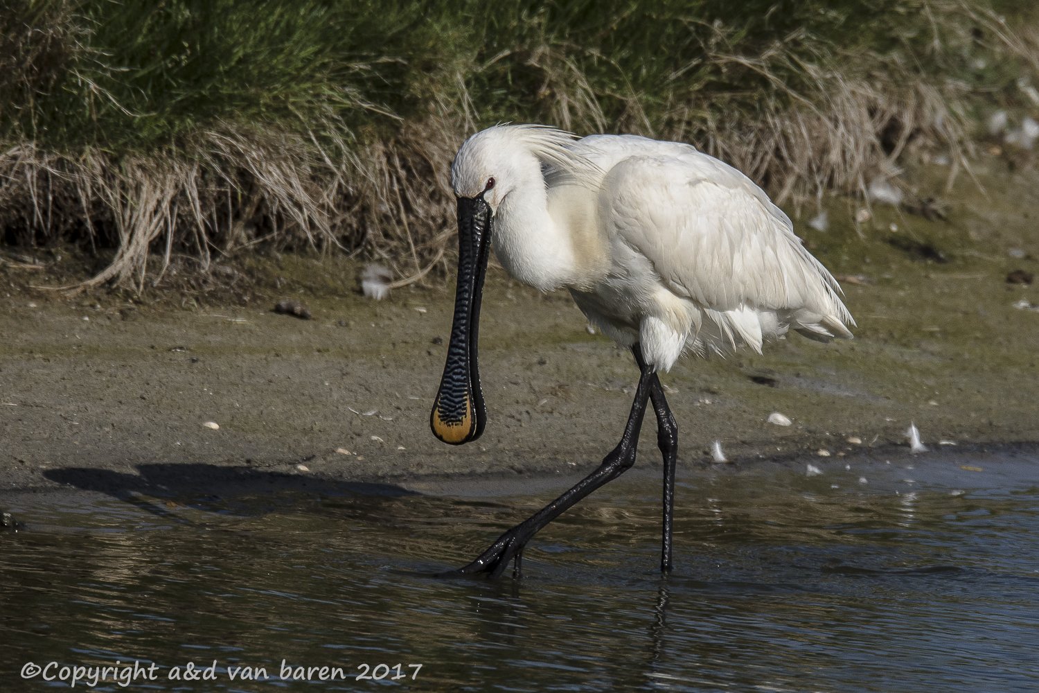spoonbill