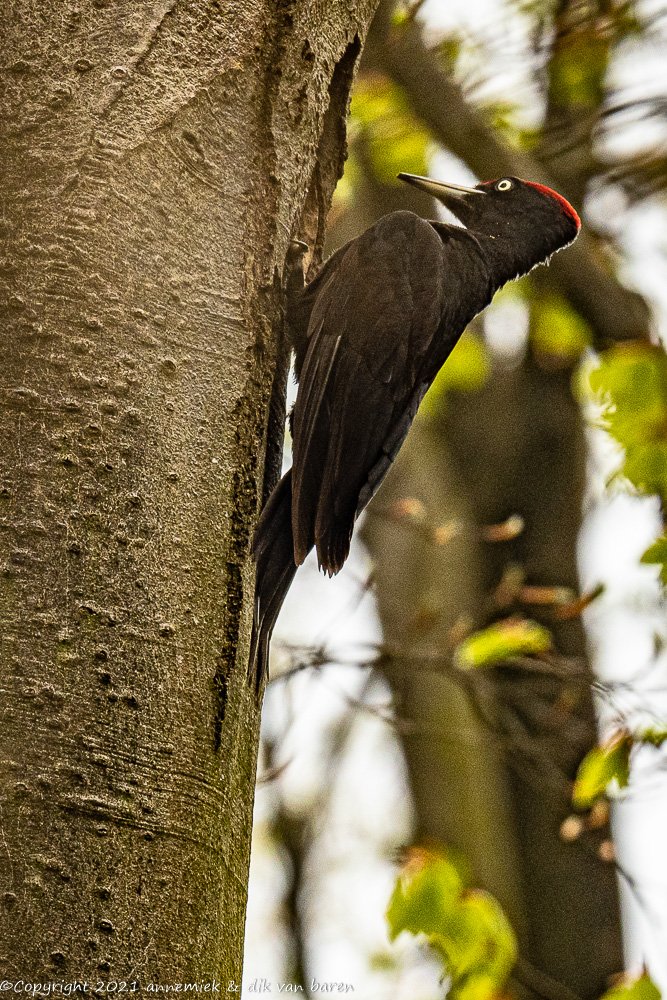 black woodpecker