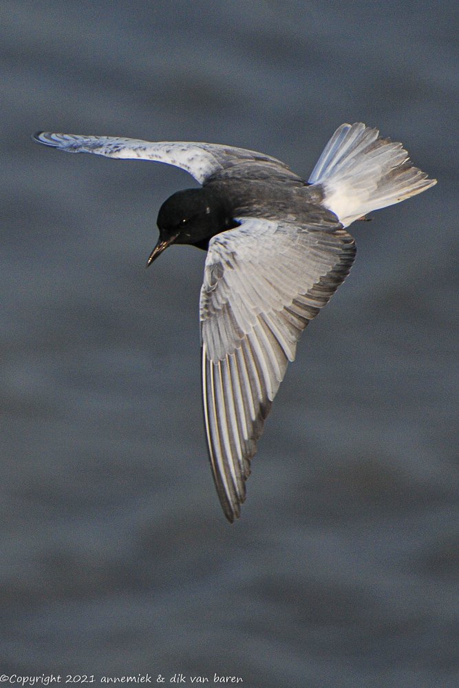 black tern