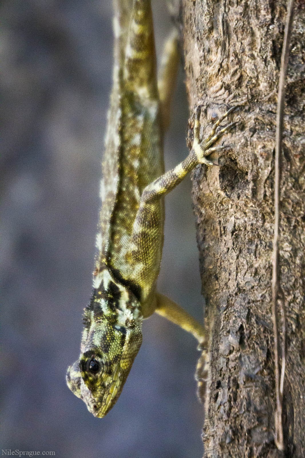 301 Moved Permanently