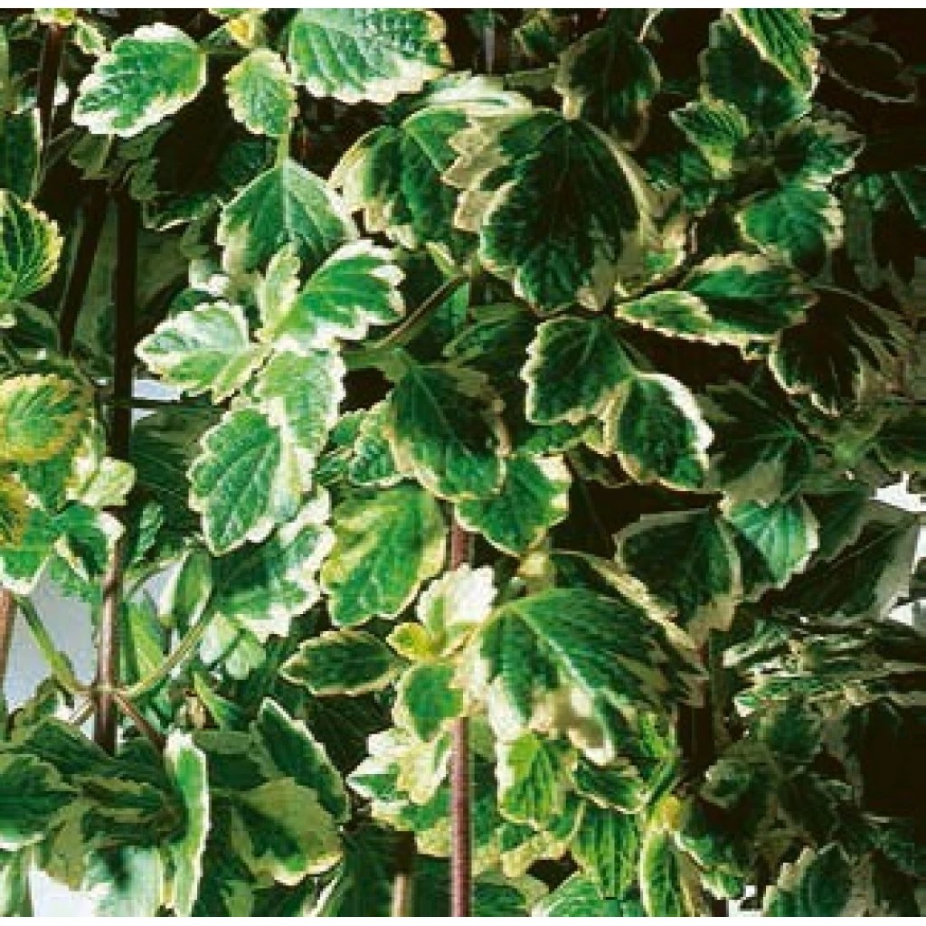Elfengold, Mottenkönig, Weihrauch ‘Variegata’ 10.5 cm