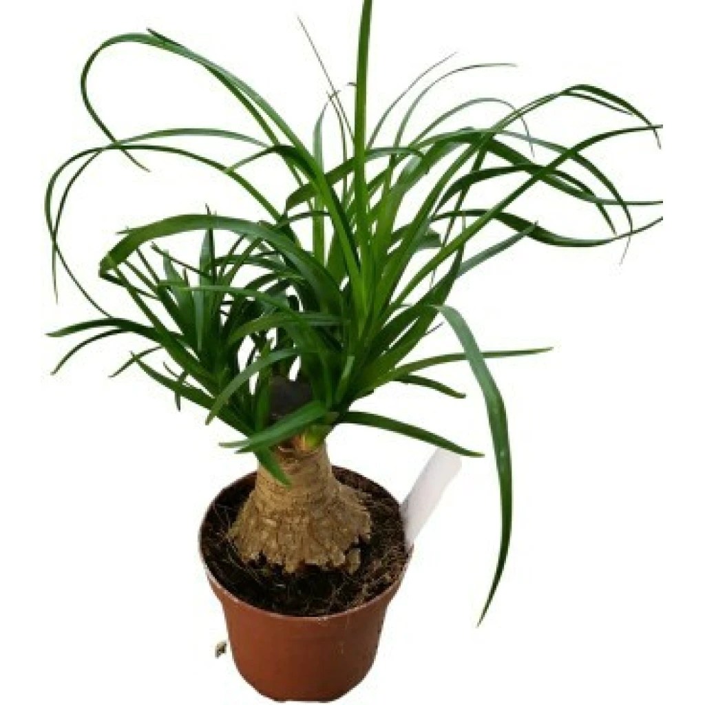 Elefantenfuß Nimmervoll … Ihr Fachmarkt für Blumen