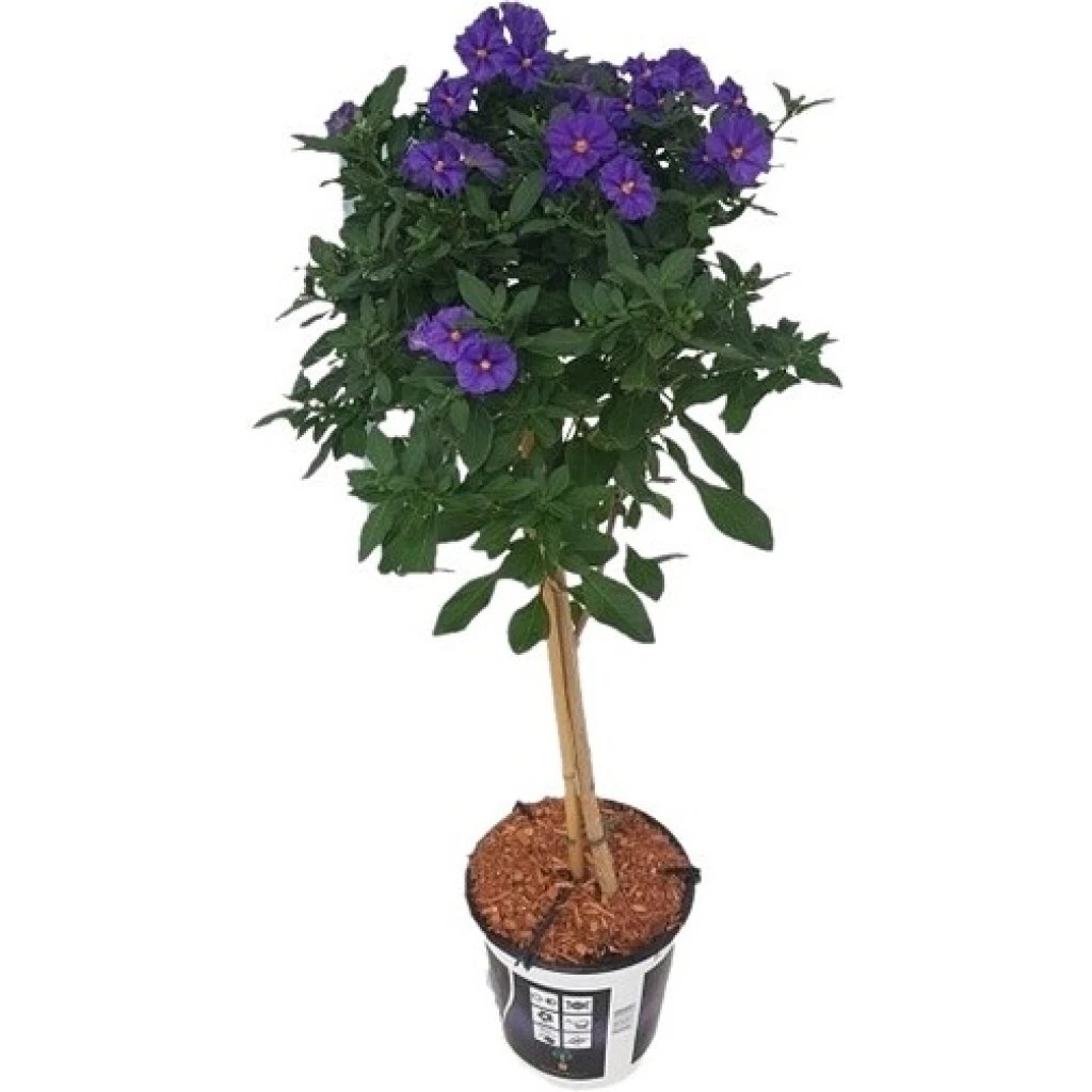 Enzianbaum, Enzianstrauch 19 cm Topf, Hochstamm