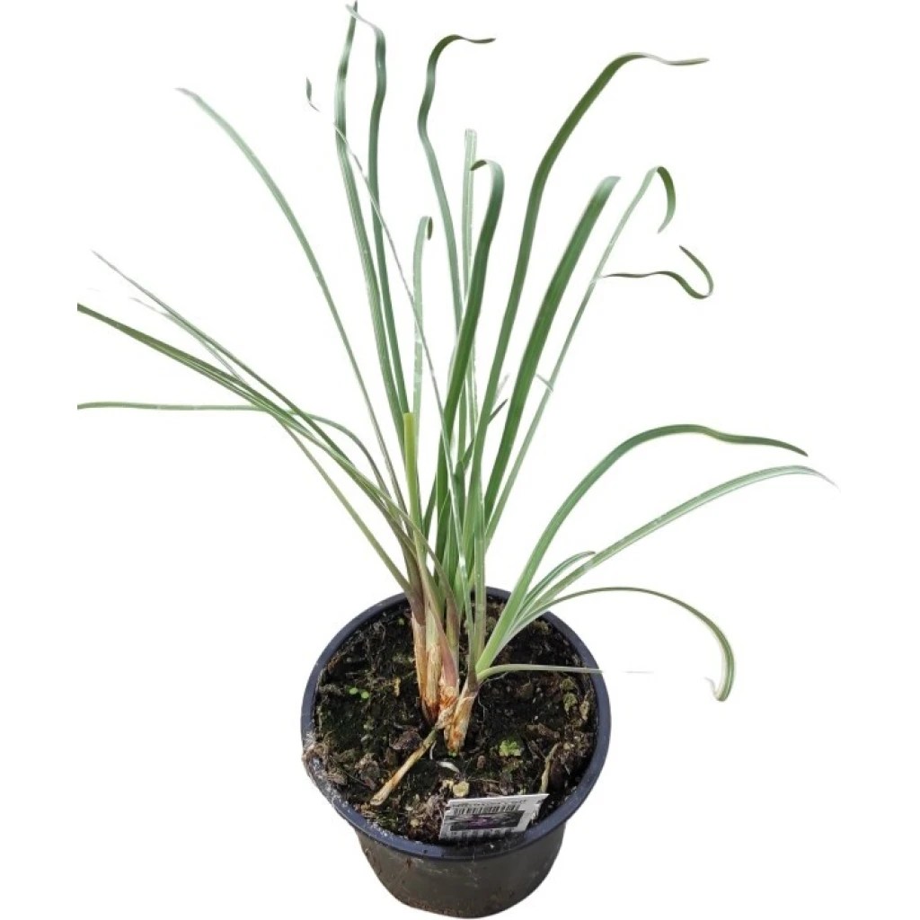 KnobiGras, Wühlmaus, Maulwurfschreck ‘Variegata’ 10.5 cm Topf