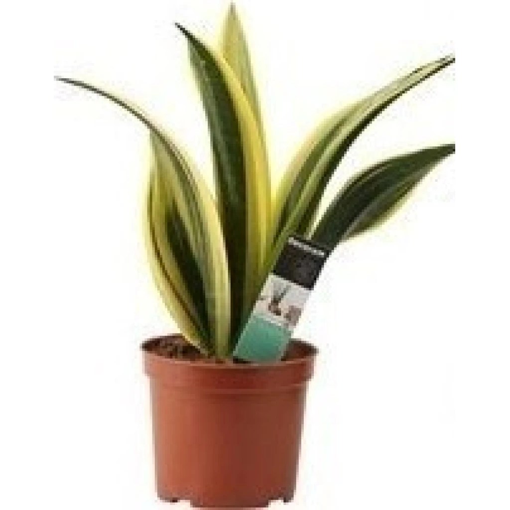 Bogenhanf ‘Golden Flame’ 12 cm Topf Nimmervoll … Ihr