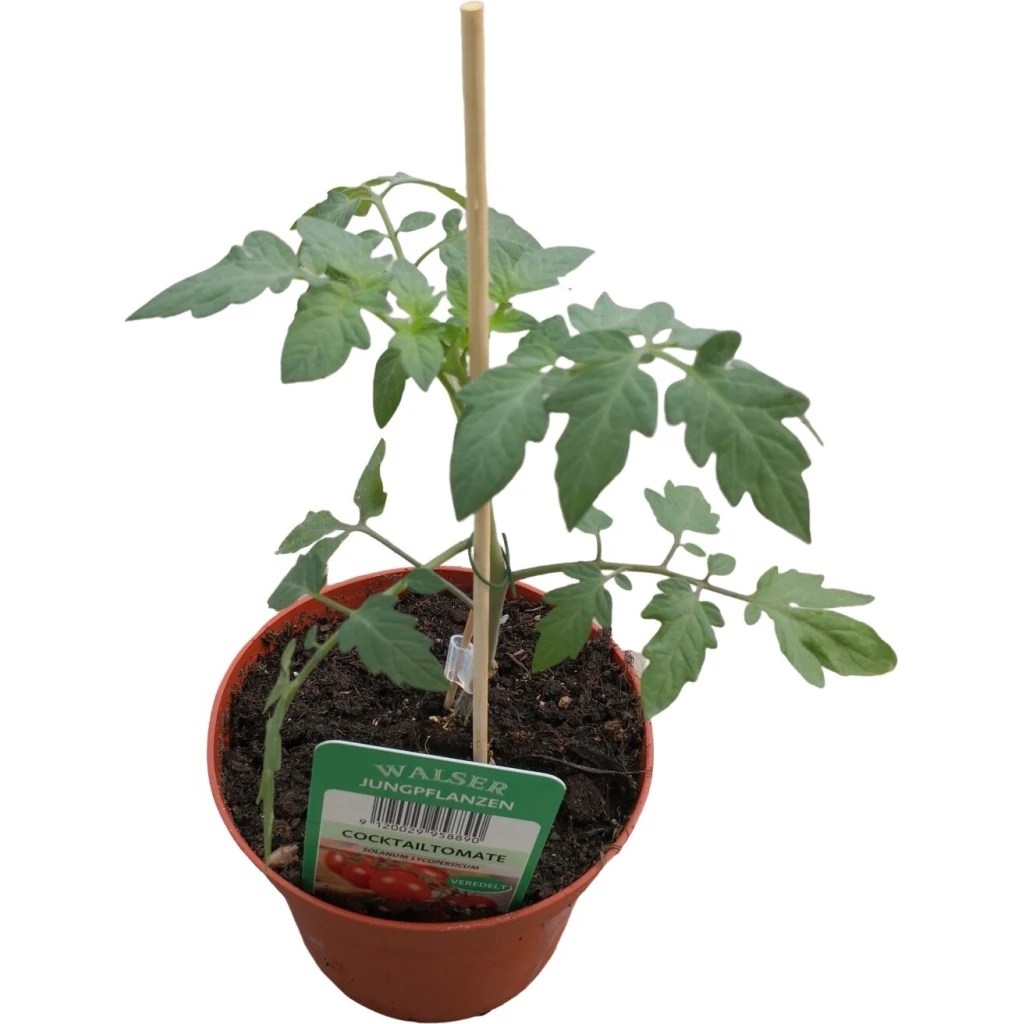 VeredeltTomatenpflanze ‘Cocktailtomate’ 12 cm Topf