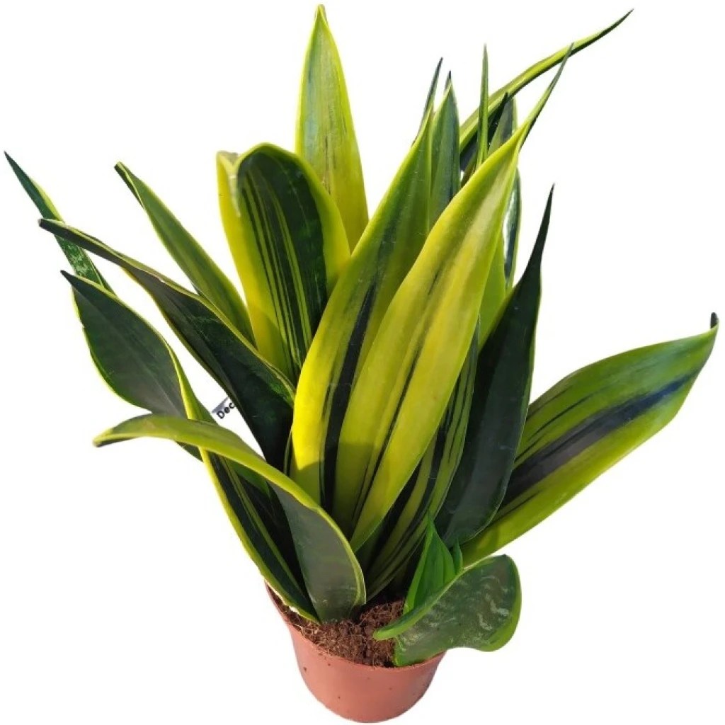 Bogenhanf ‘Golden Flame’ 12 cm Topf Nimmervoll … Ihr