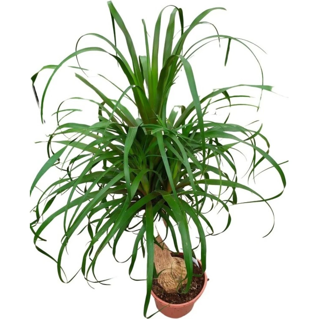 Elefantenfuß 21 cm Topf Nimmervoll … Ihr Fachmarkt für