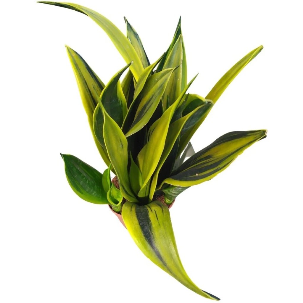 Bogenhanf ‘Golden Flame’ 12 cm Topf Nimmervoll … Ihr