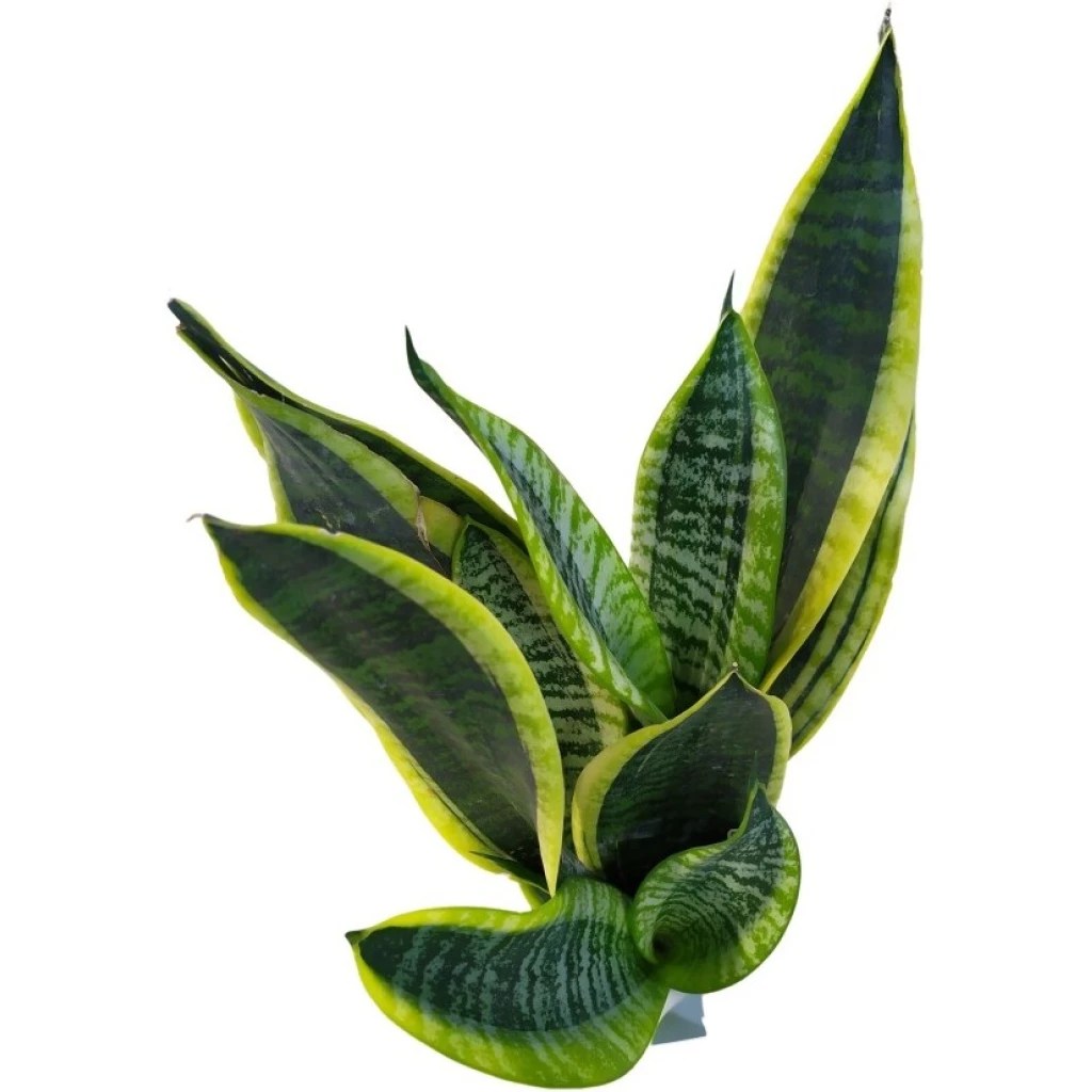 Bogenhanf ‘Golden Flame’ 12 cm Topf Nimmervoll … Ihr