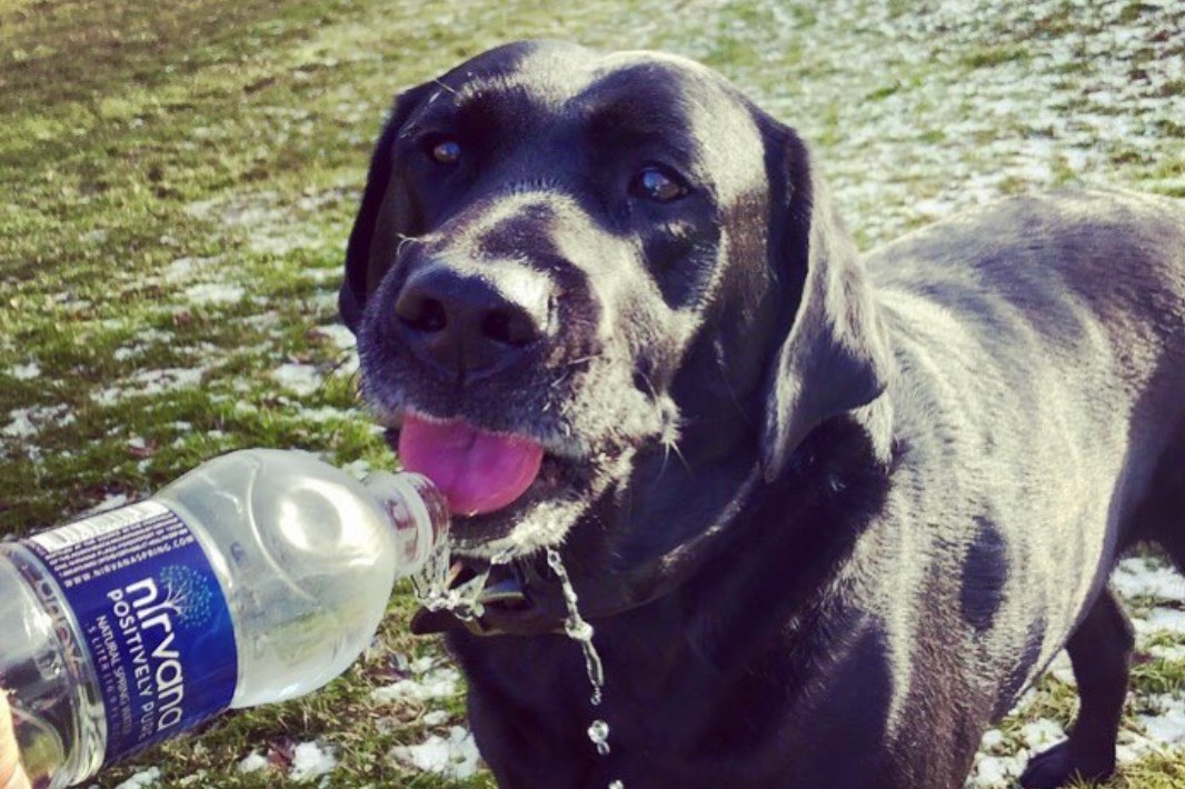What Does Water Taste Like To Dogs