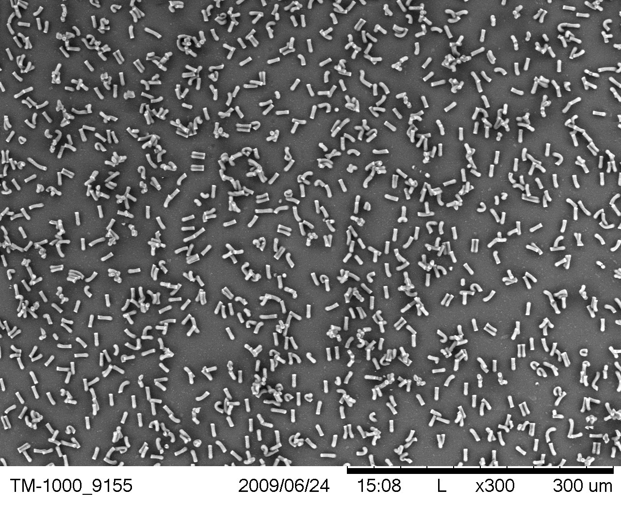 Biomimicry Synthetic Gecko Tape through Nanomolding