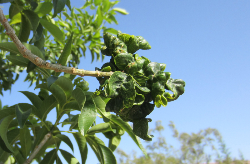 What's wrong with my ash tree? *Pictures inside* (Phoenix, Elgin Home
