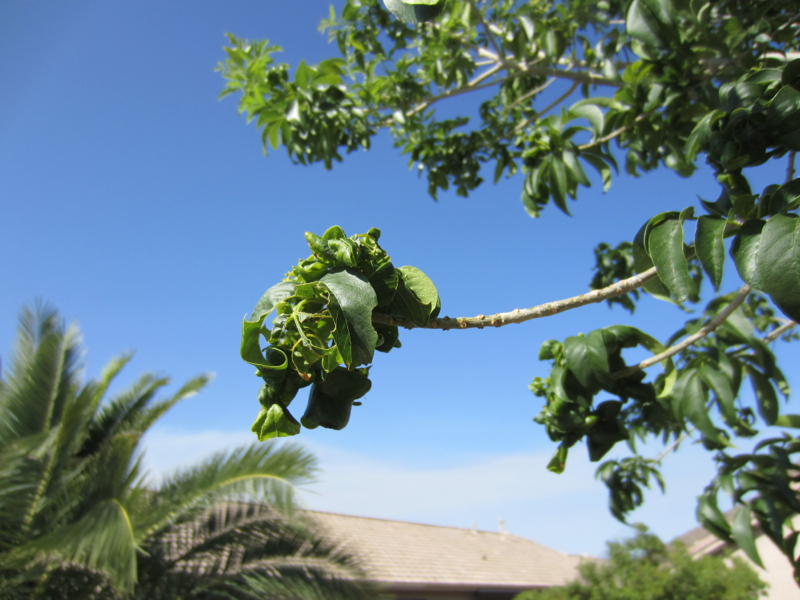 What's wrong with my ash tree? *Pictures inside* (Phoenix, Elgin Home