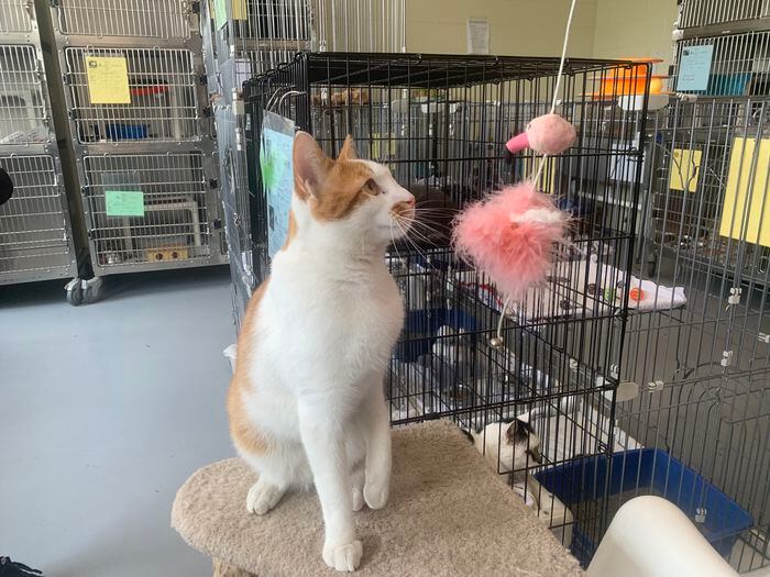 Check out some of the dogs and cats up for adoption during Clear the Shelters event