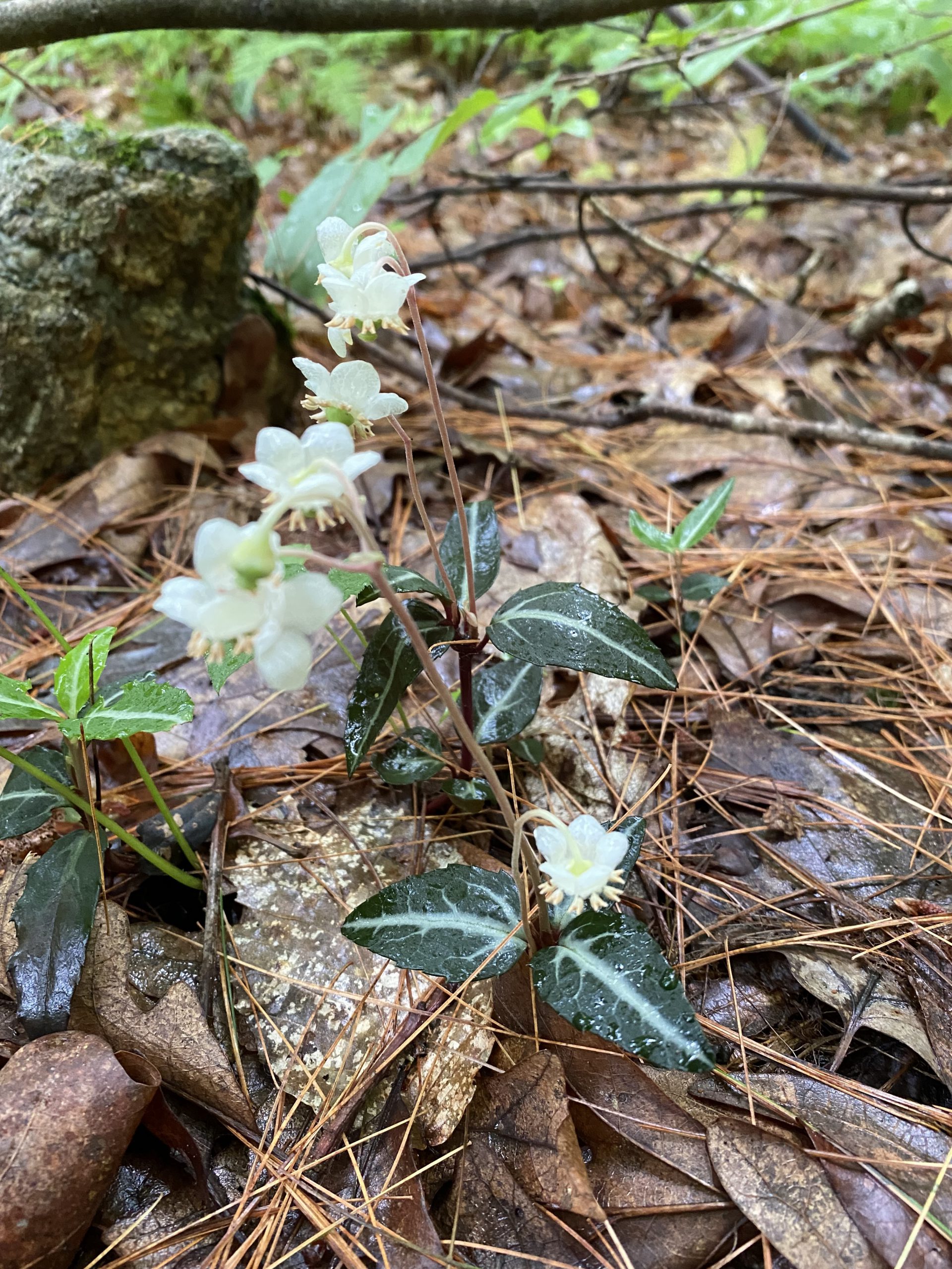 Striped Wintergreen New Jersey Botanical Garden
