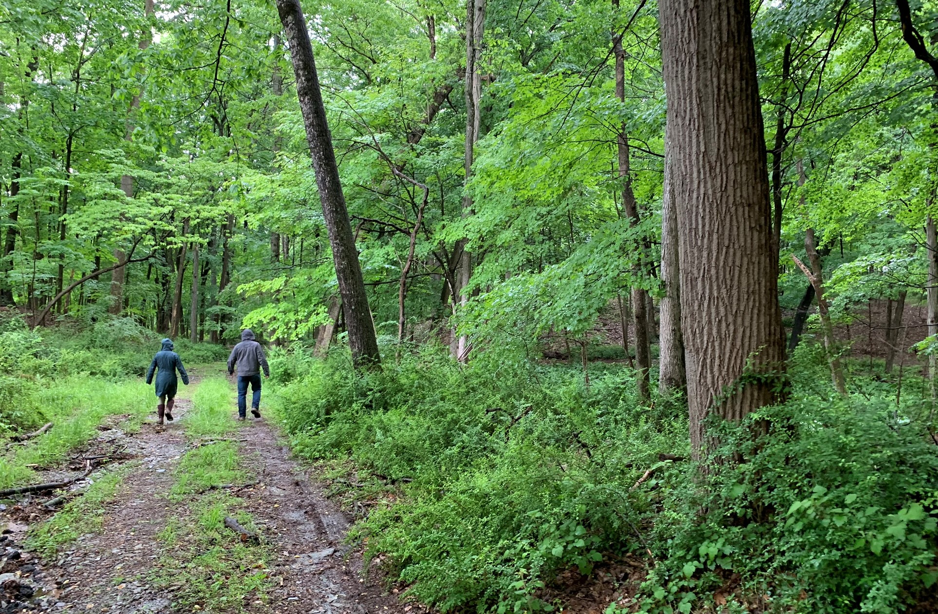 13 wooded acres preserved in PeapackGladstone New Jersey