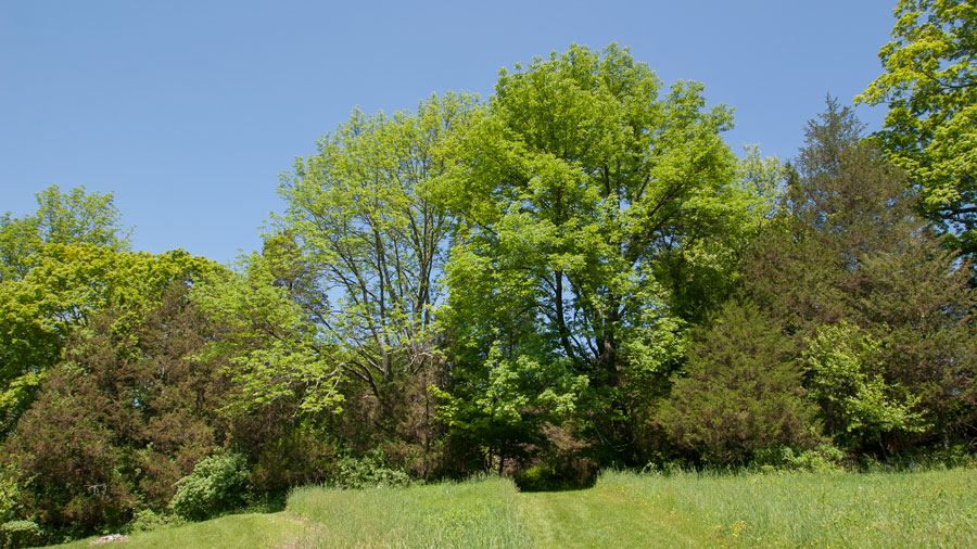 Ash Trees at the Edge