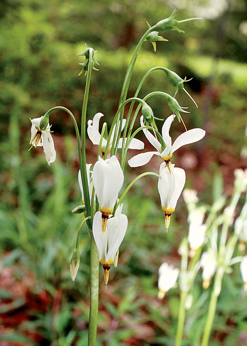 Wildflowers in New Jersey Northwest Skylands