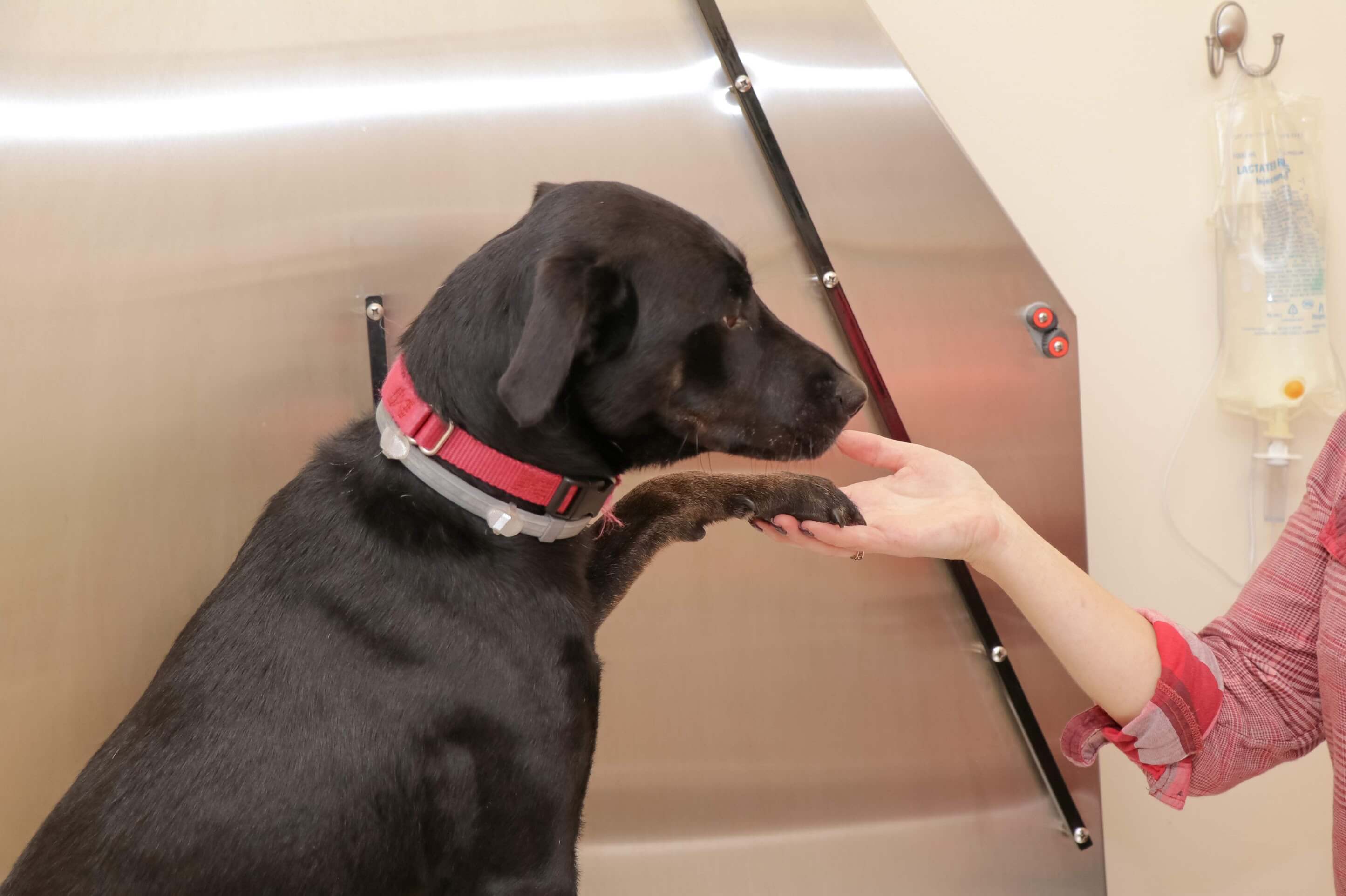 Veterinary Pain Management in North Kingstown, RI North Kingstown