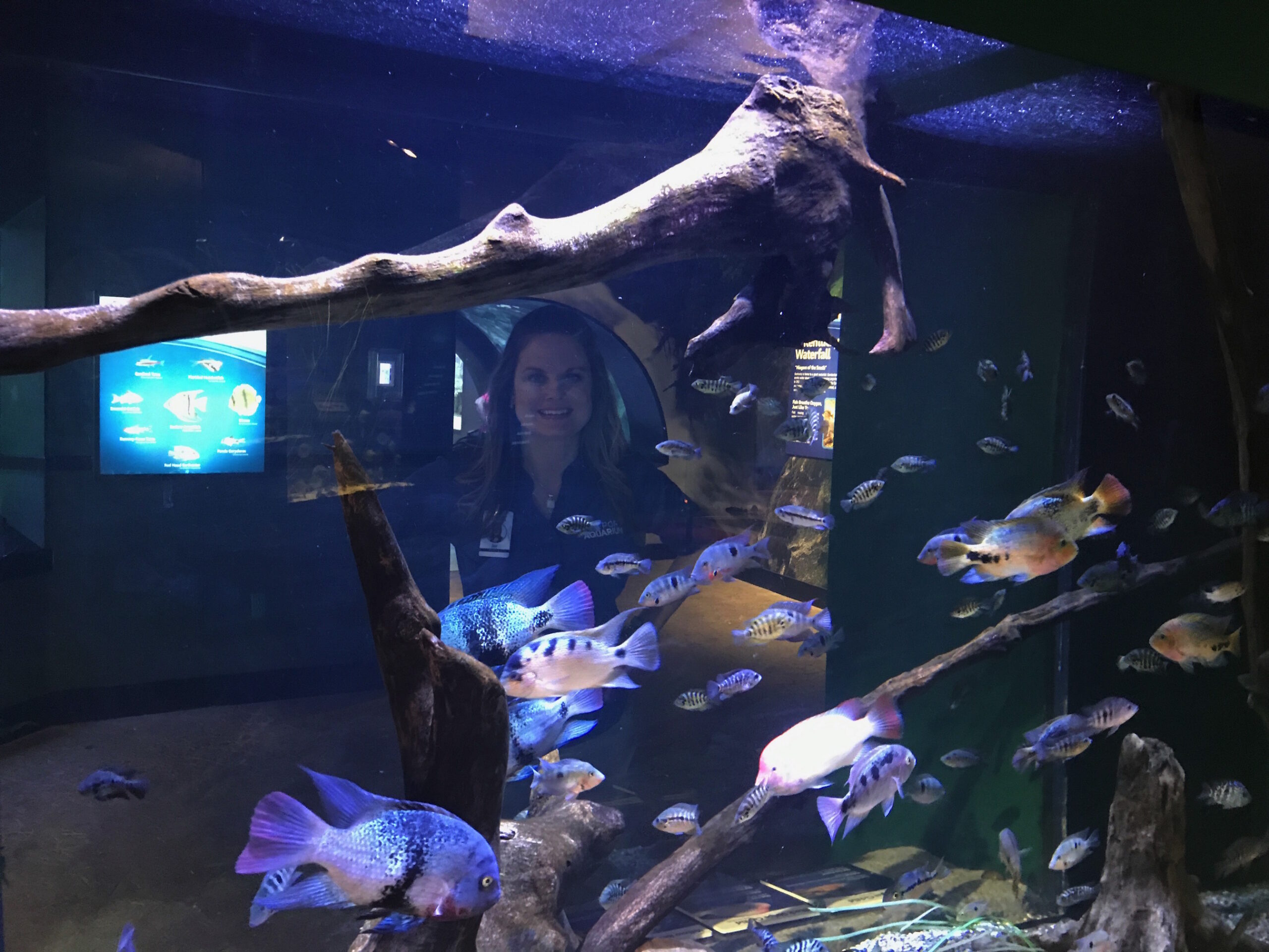 Newport Aquarium’s new Freshwater Falls exhibit lets visitors see what