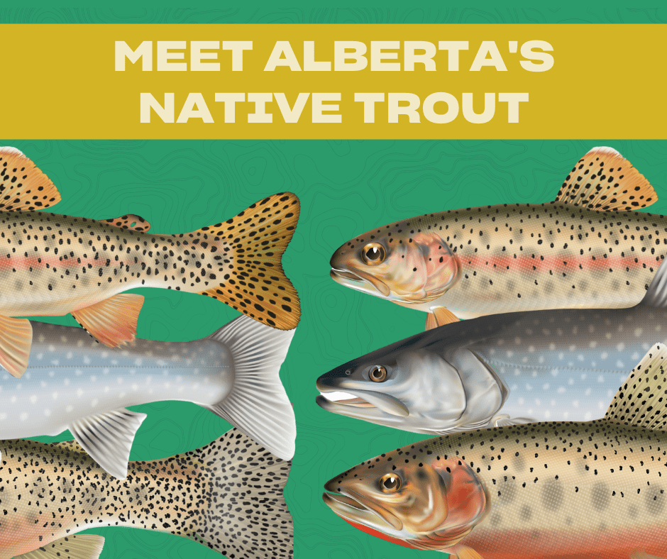 Alberta Native Trout Trout Unlimited Canada Northern Lights Fly