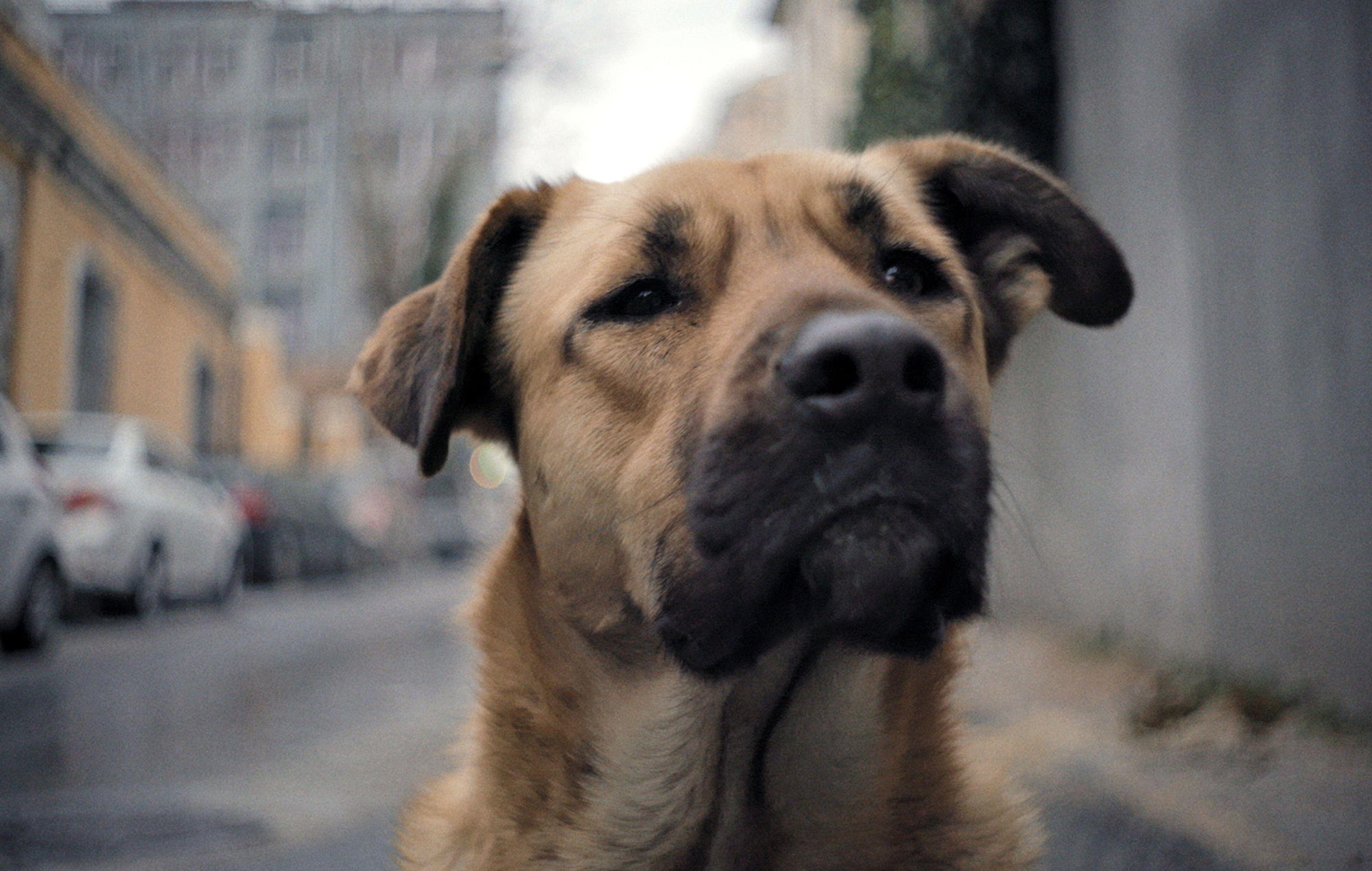 'Stray' review lost dogs doc is a mustwatch for muttlovers