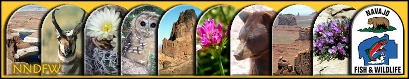 Navajo Nation Events 2023 Navajo Nation Department of Fish and Wildlife