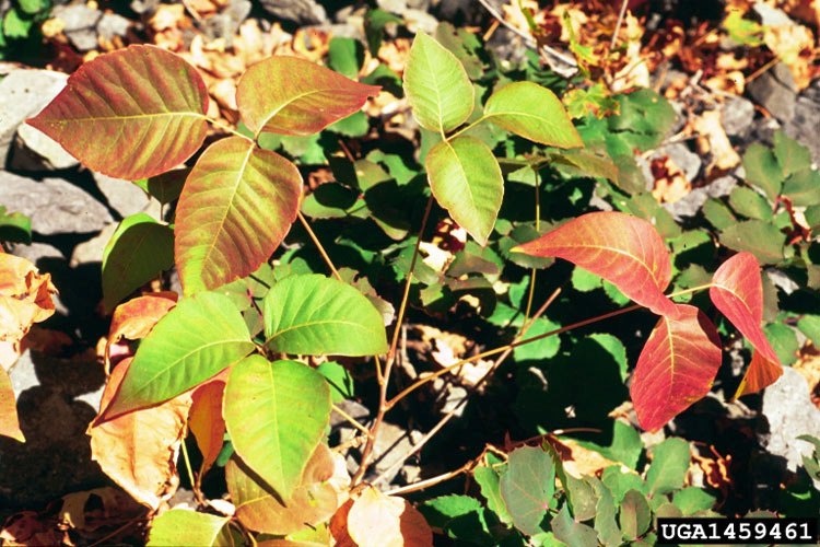 Poison Ivy Poisons A to Z Northern New England Poison Center