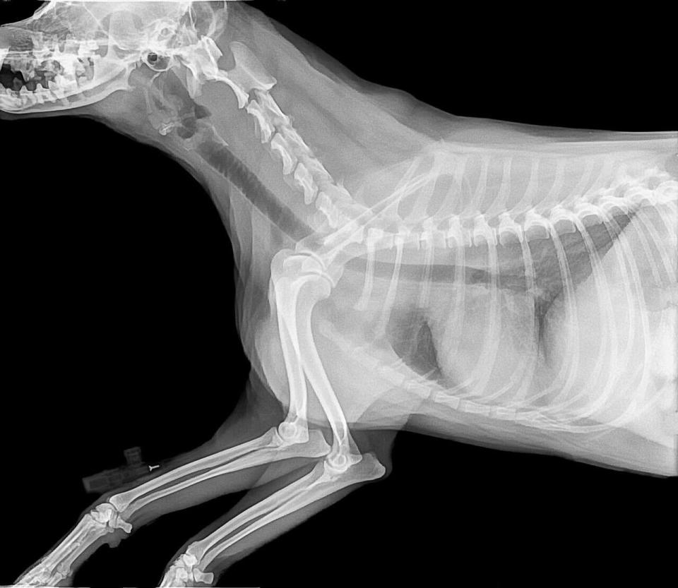 Cat Xrays