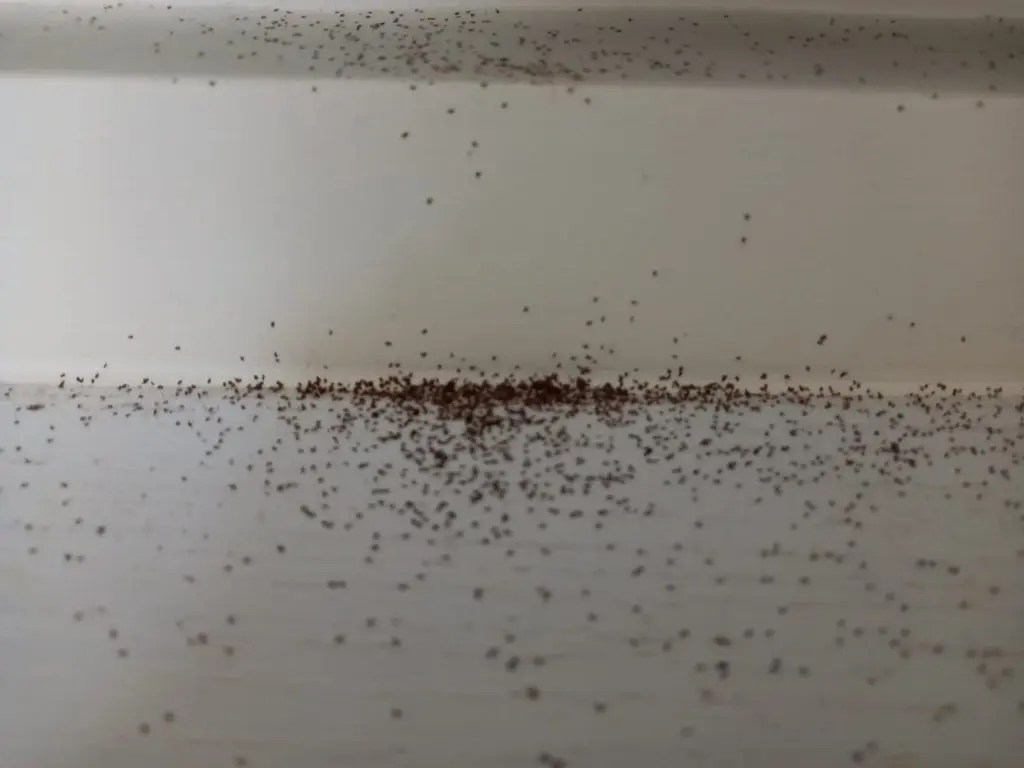 Bird Mites Pest Control Services in Hong Kong NoBedBugsHK