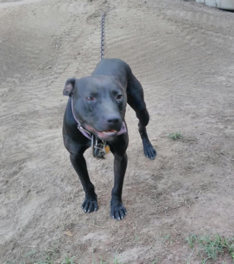 Noble APBT Kennel Prospects & PUPS