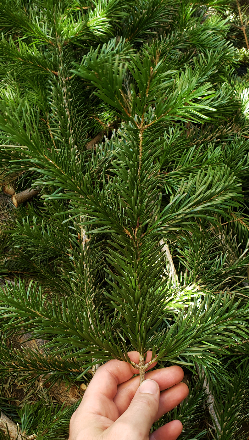 TANNENBAUM noble fir needle retention