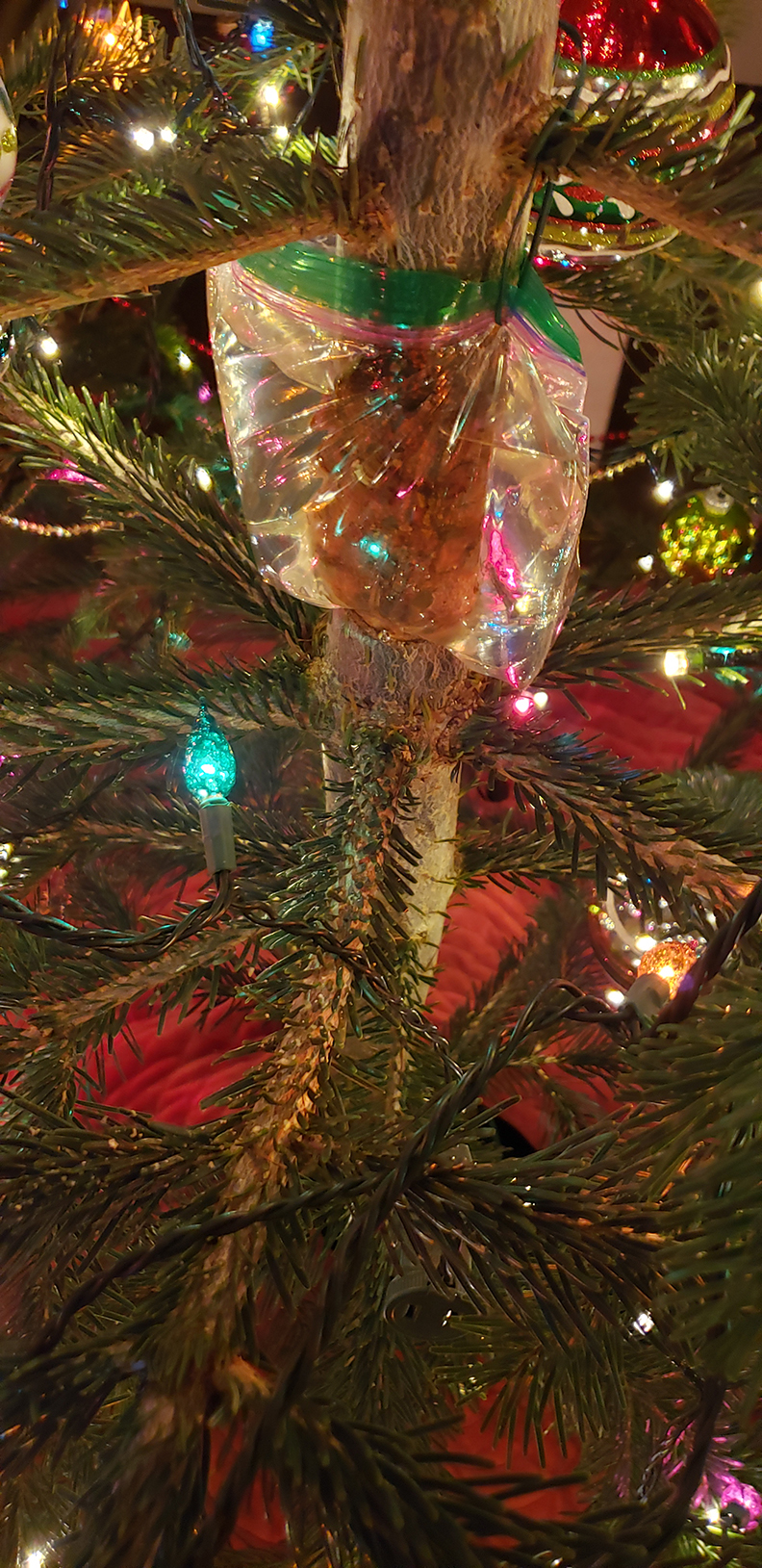 TANNENBAUM noble fir needle retention