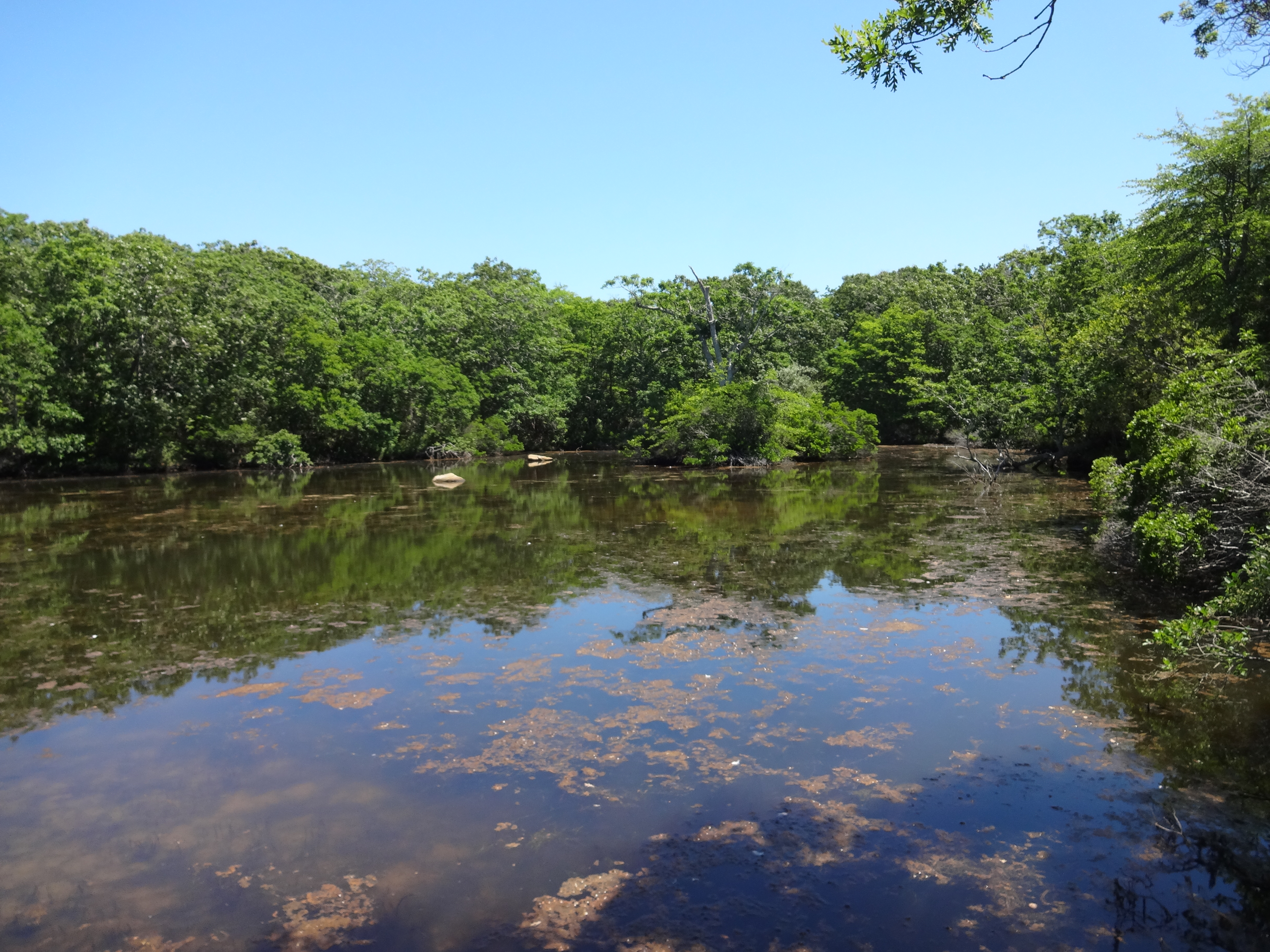 Top 5 Hikes on Martha's Vineyard Part 3 Felix Neck Sanctuary The